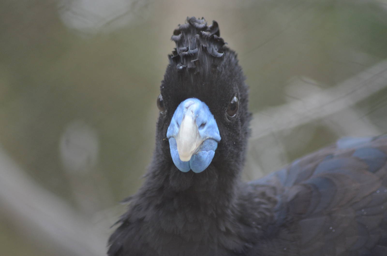 Blue-billed Curassow