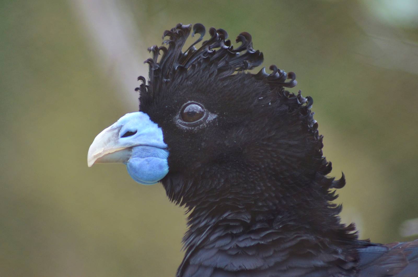 Blue-billed Curassow