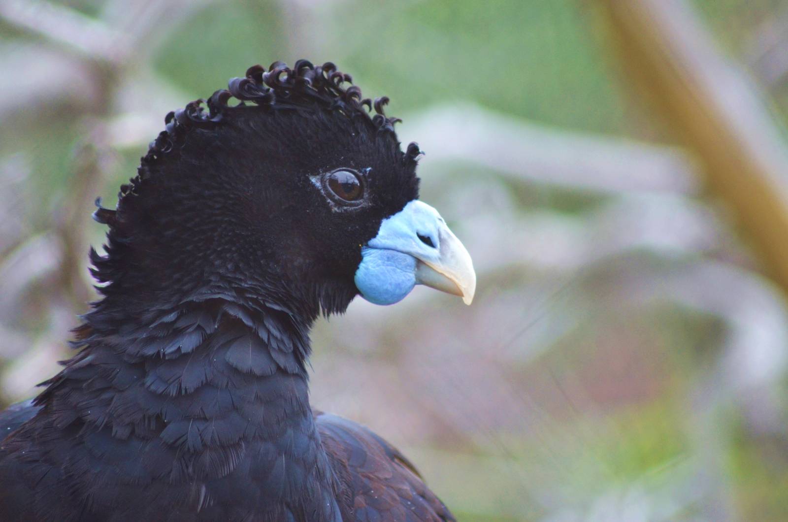 Blue-billed Curassow