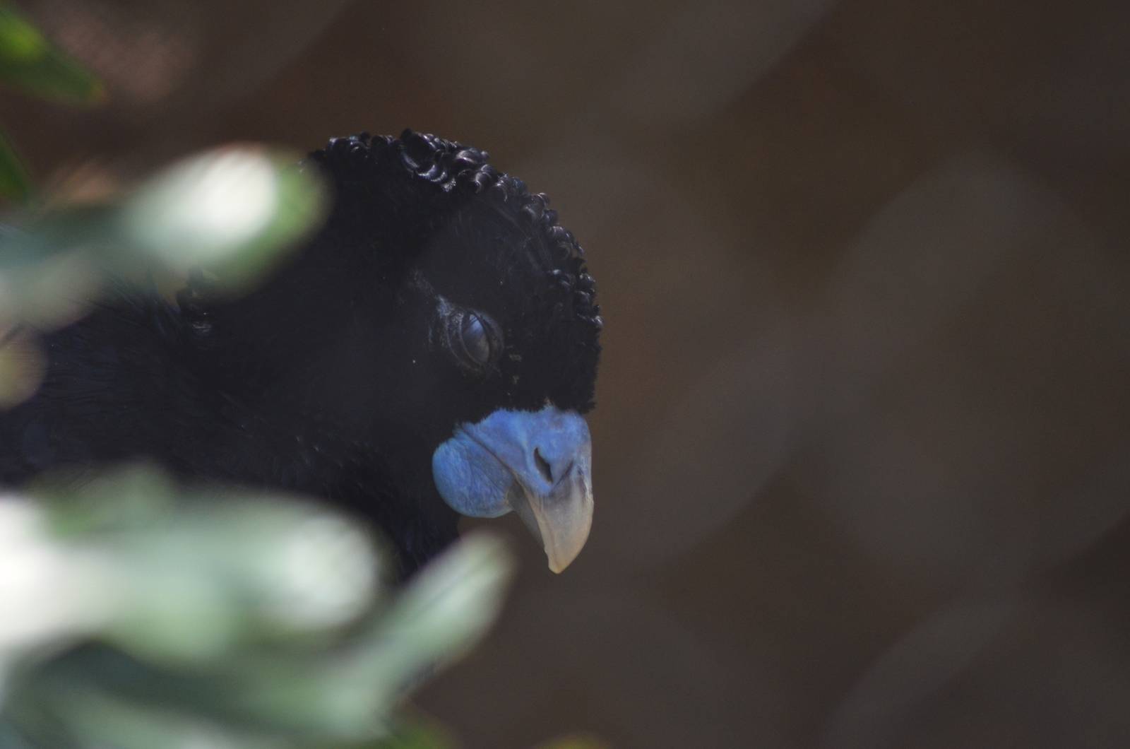 Blue-billed Curassow