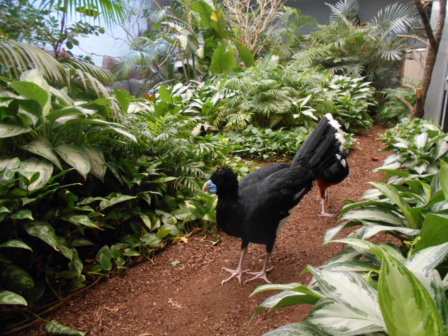 Blue-billed curassow