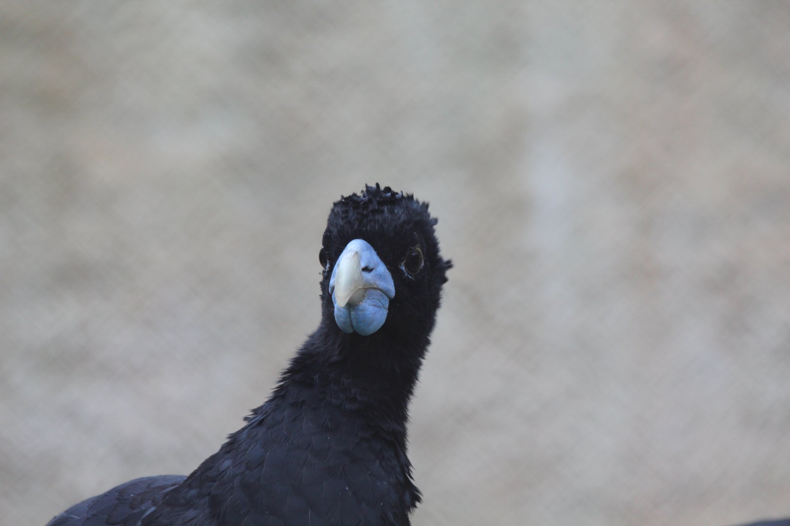 Blue-billed Curassow