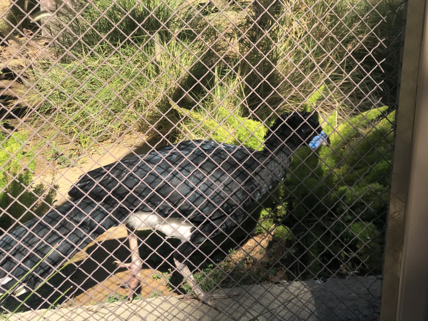 Blue Billed Curassow