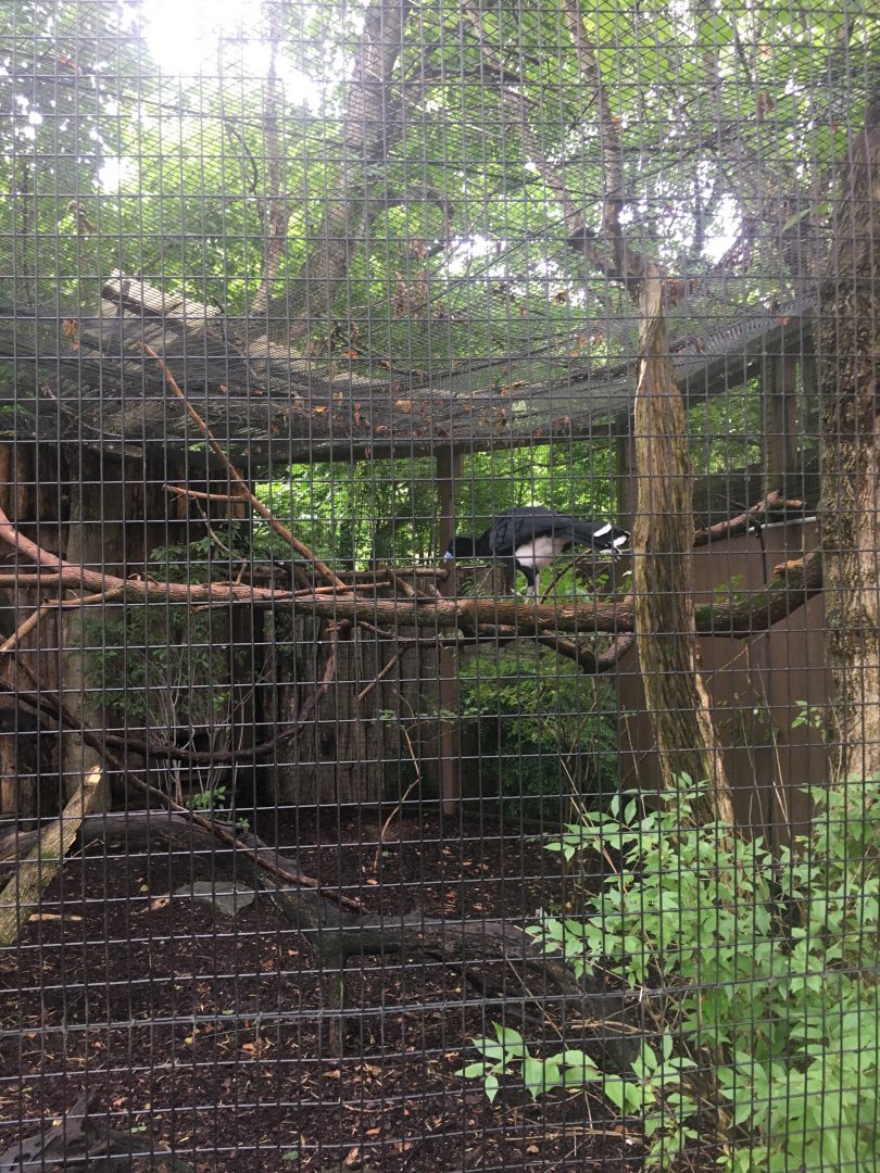 Blue-billed Curassow