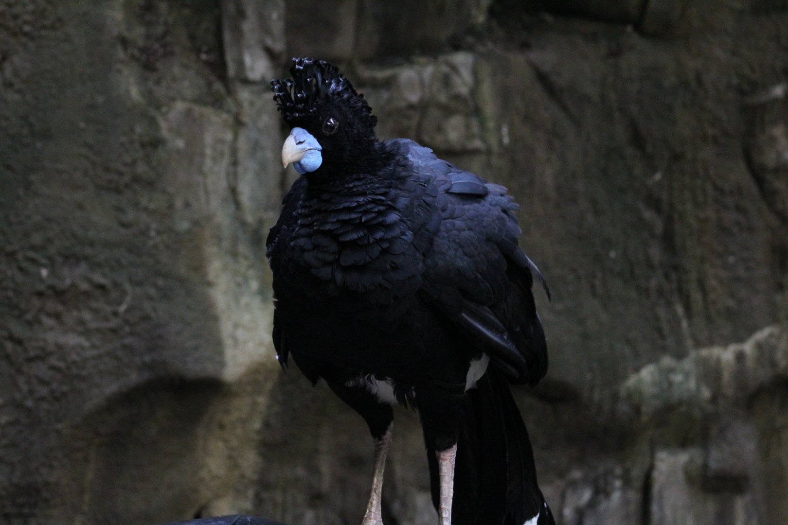 Blue-Billed Curassow
