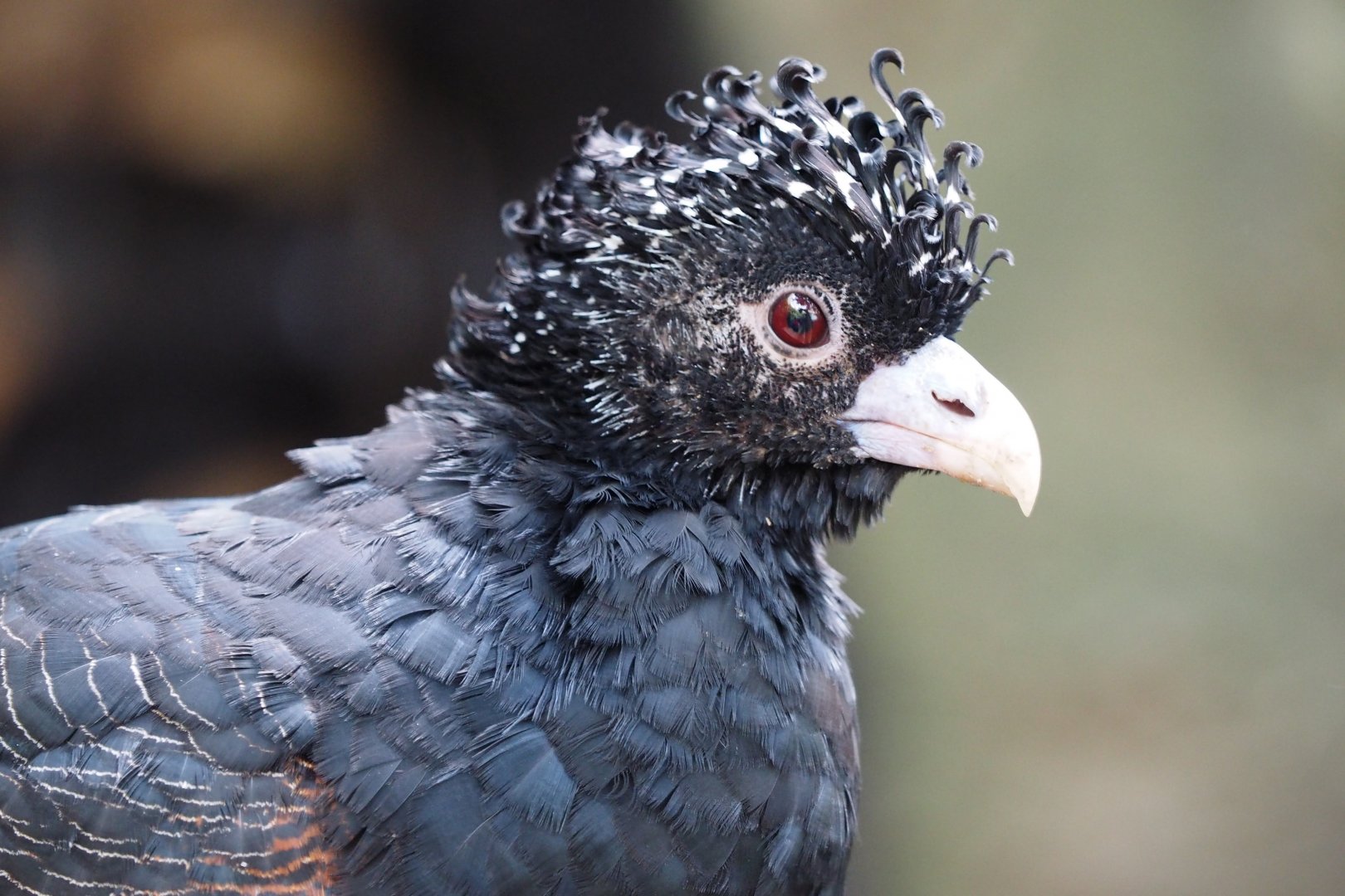 Blue-billed curassow