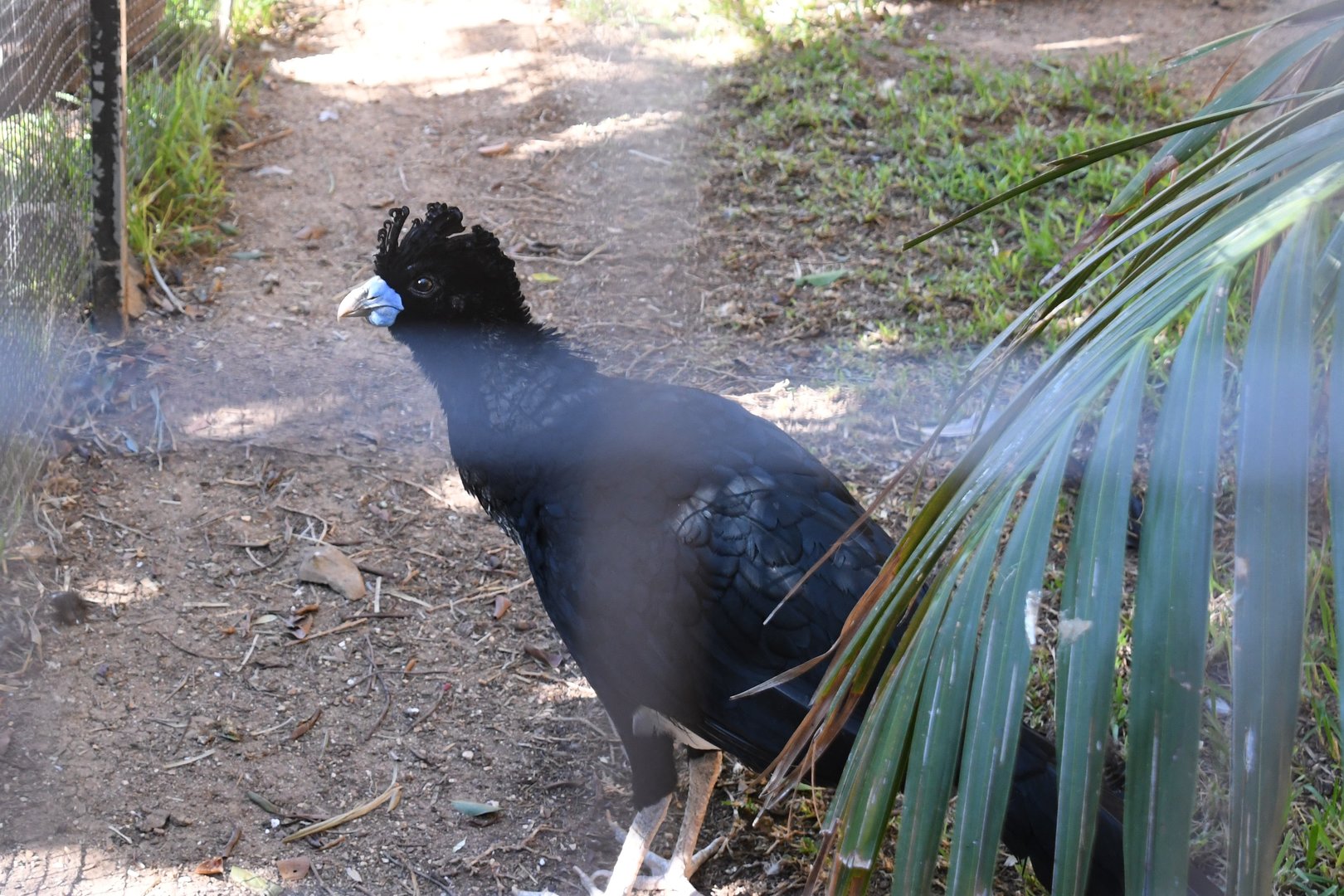Blue-billed Curassow