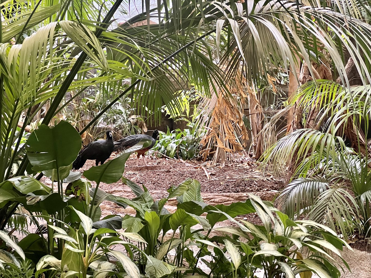 Blue-billed Curassow