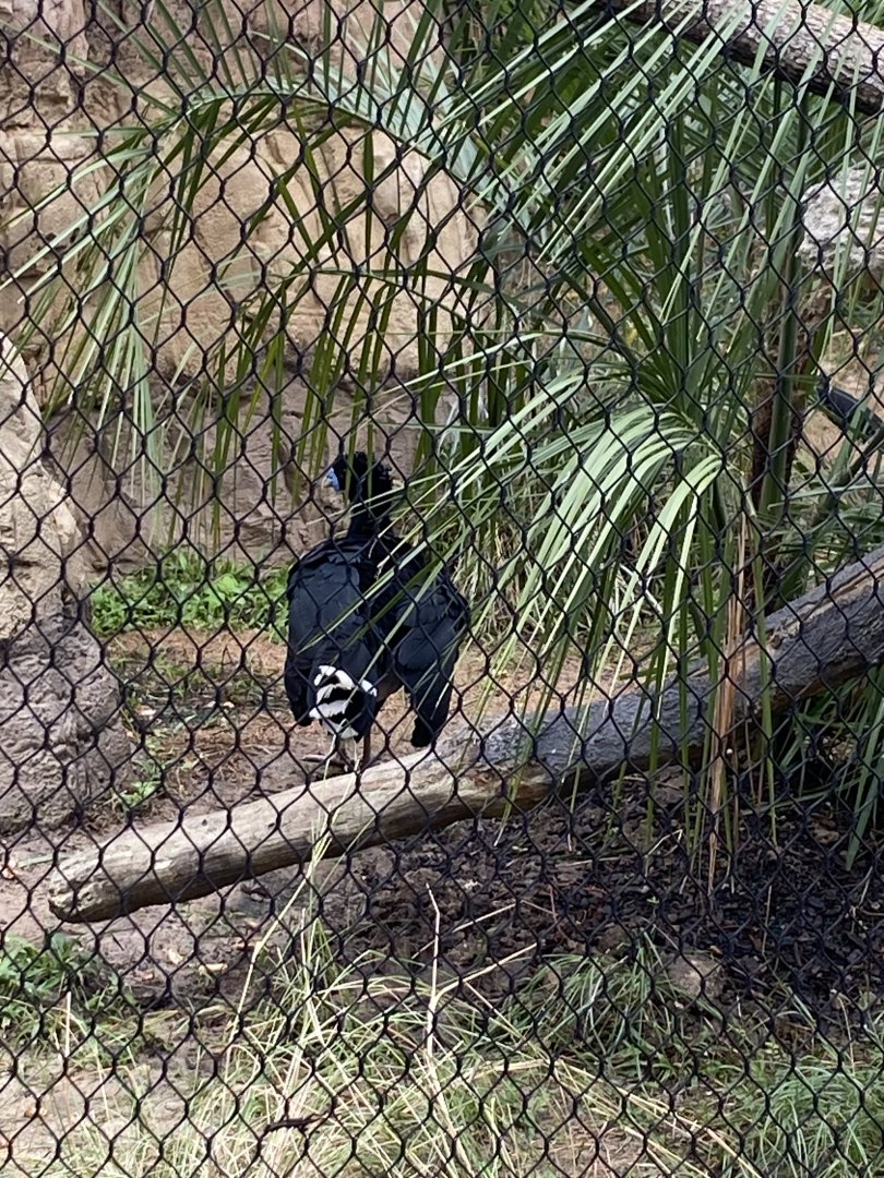 Blue Billed Curassow