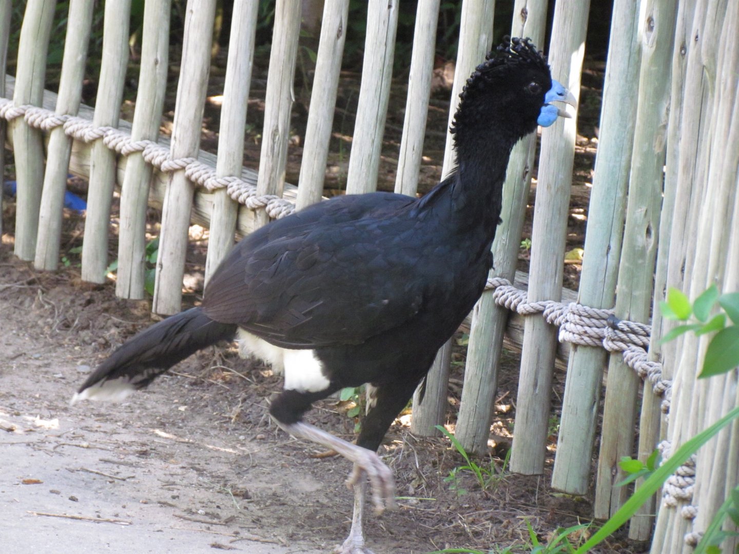 Blue-billed Curassow