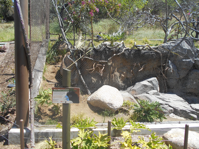 Blue-billed currasow and orapendola aviary
