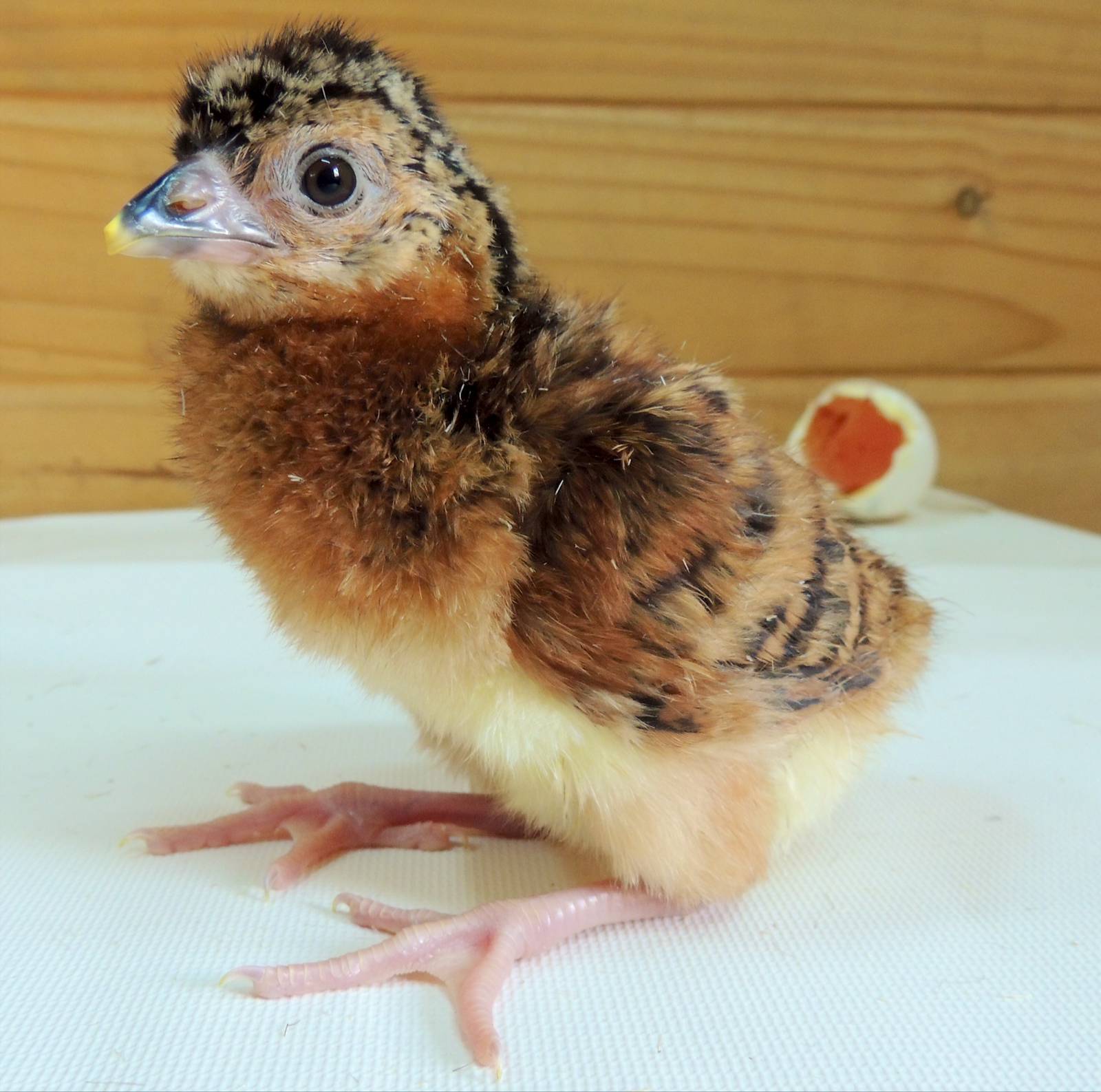 Blue billed currasow chick  CR, Endemic
