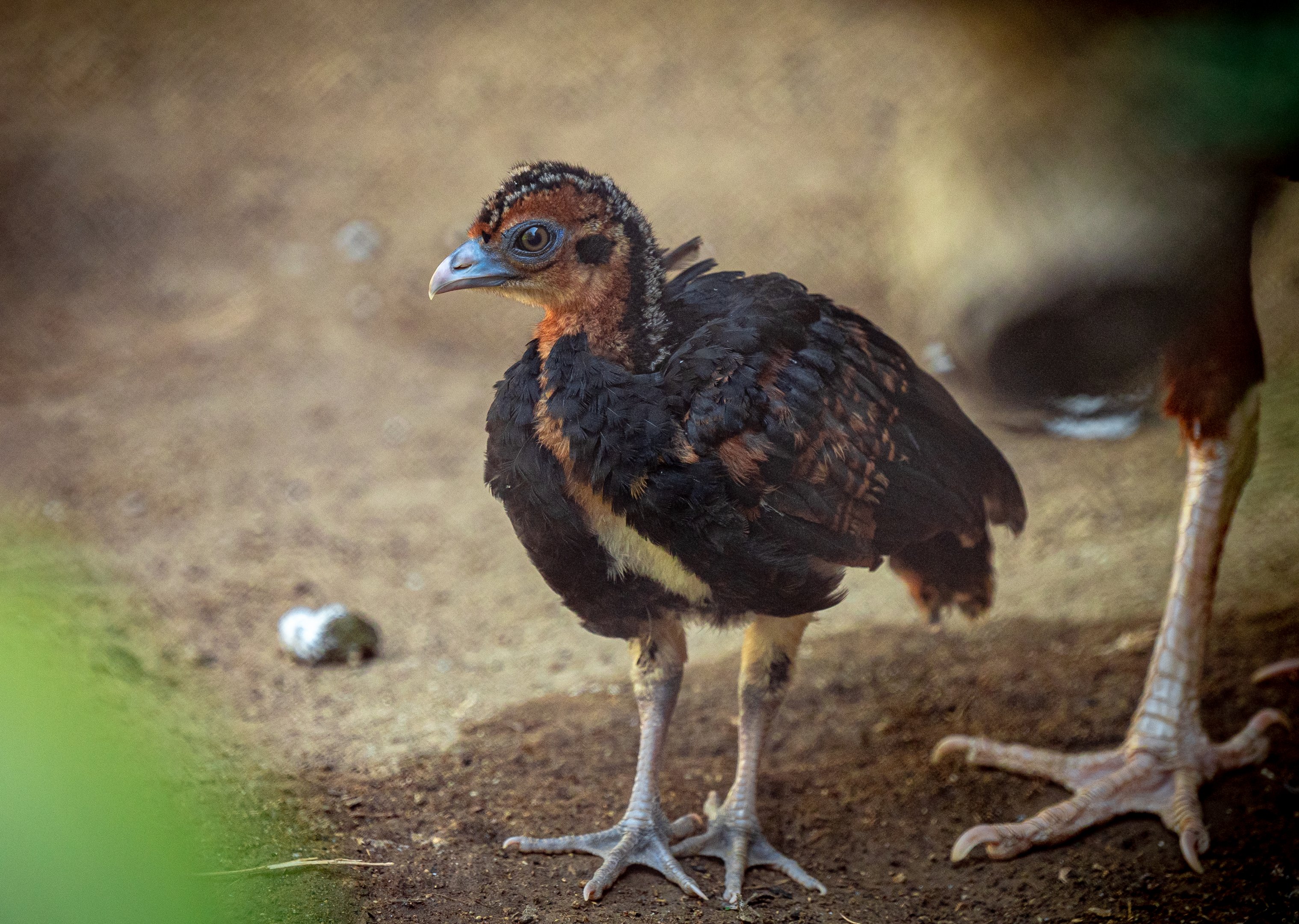 Blue Billed Currasow chick
