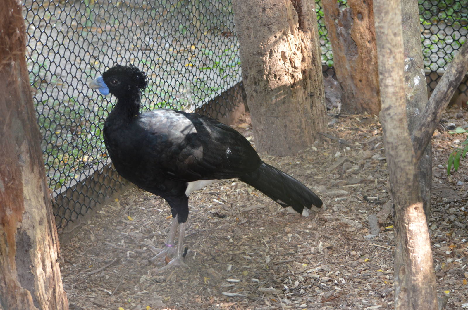 Blue billed currasow