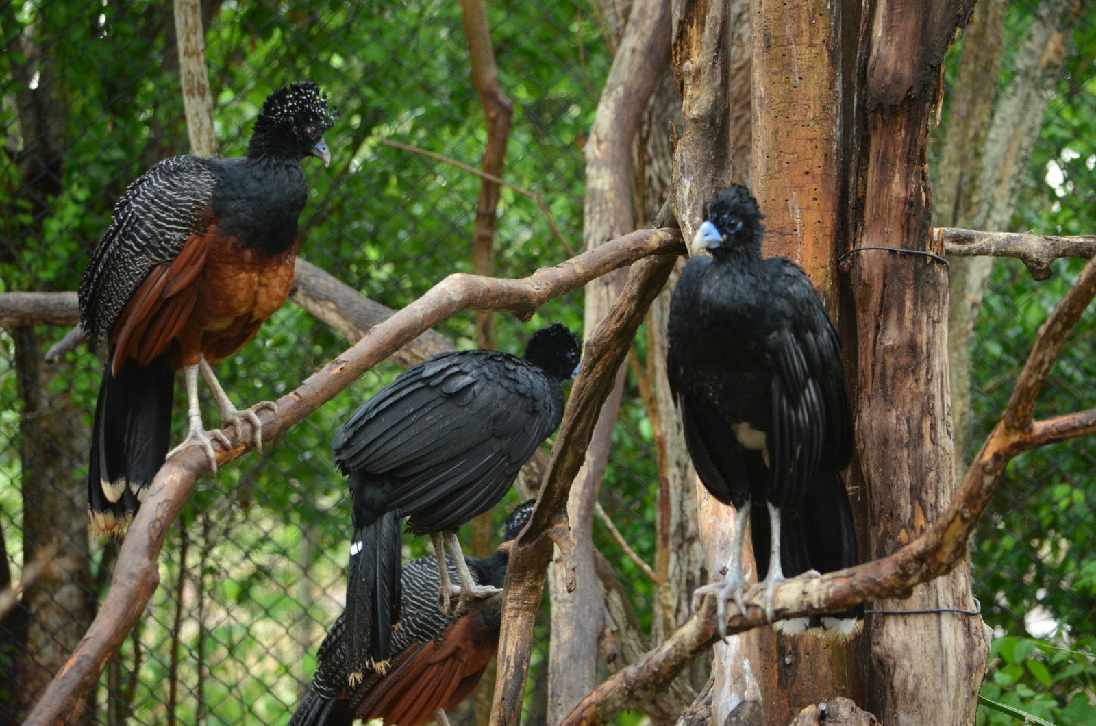 Blue Billed Currasow