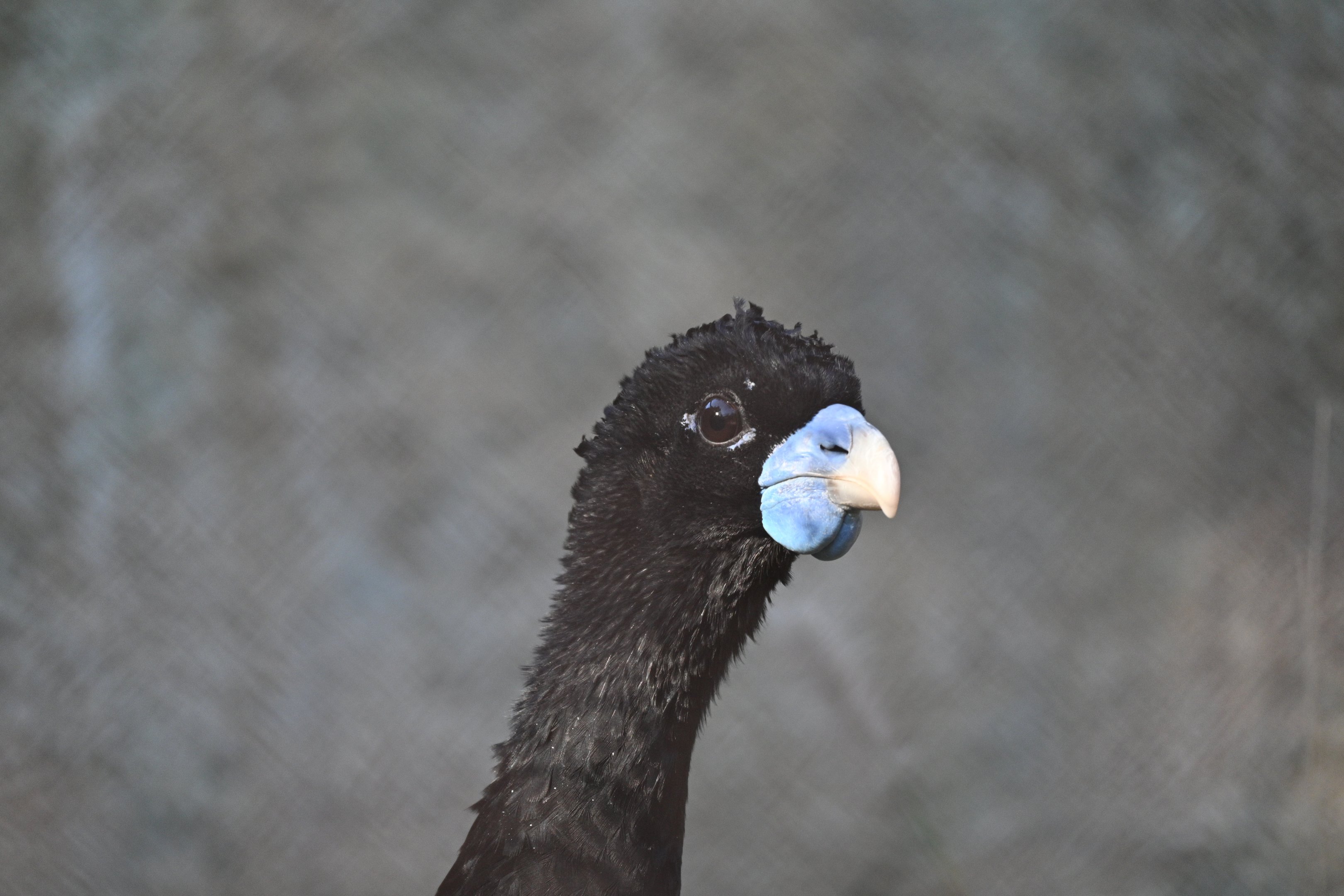 Blue Billed Currasow