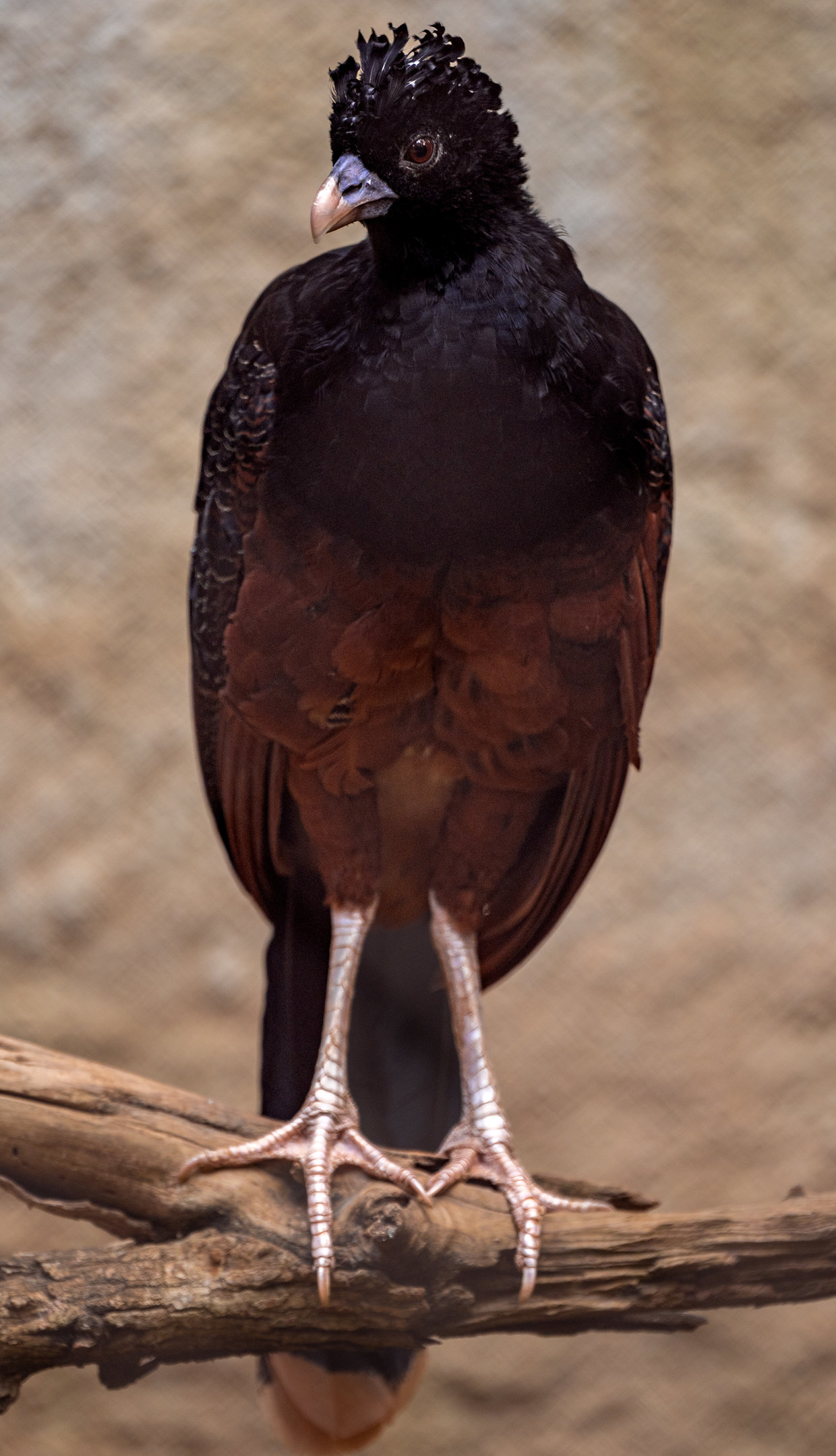 Blue Billed Currasow