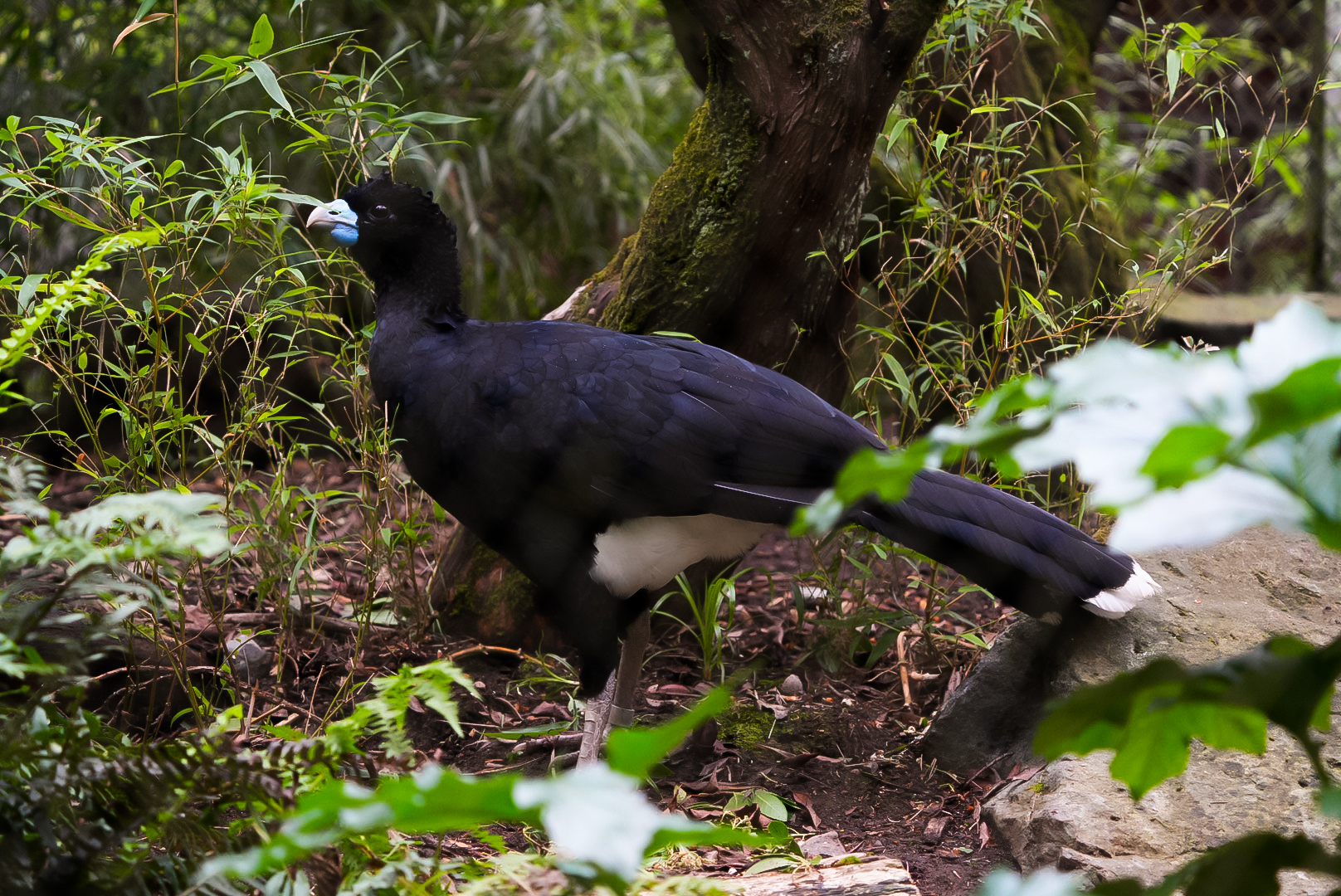 Blue-billed Currassow