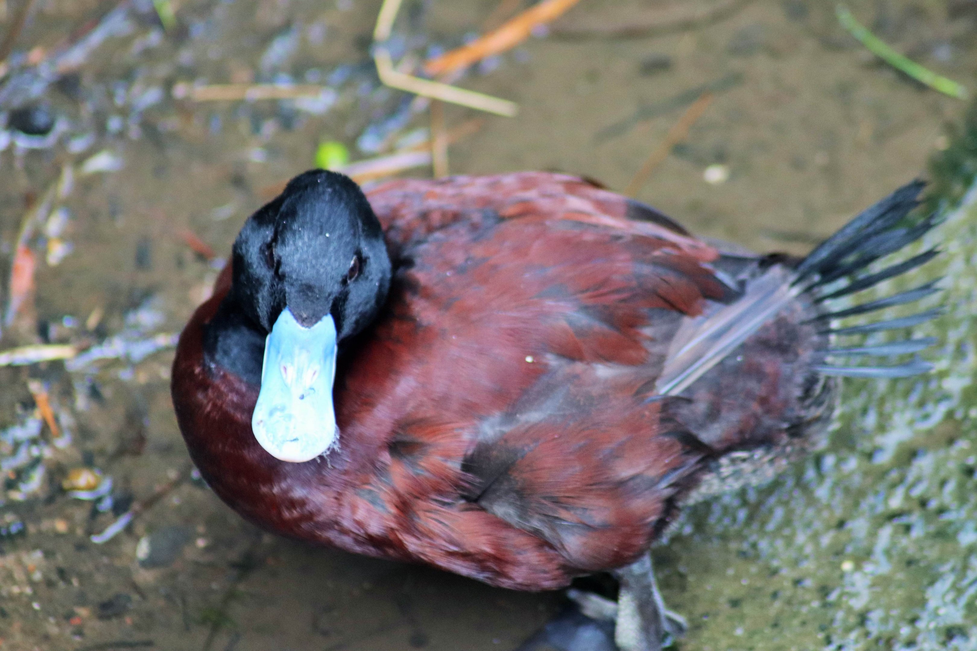 Blue-billed Duck (Oxyura australis)