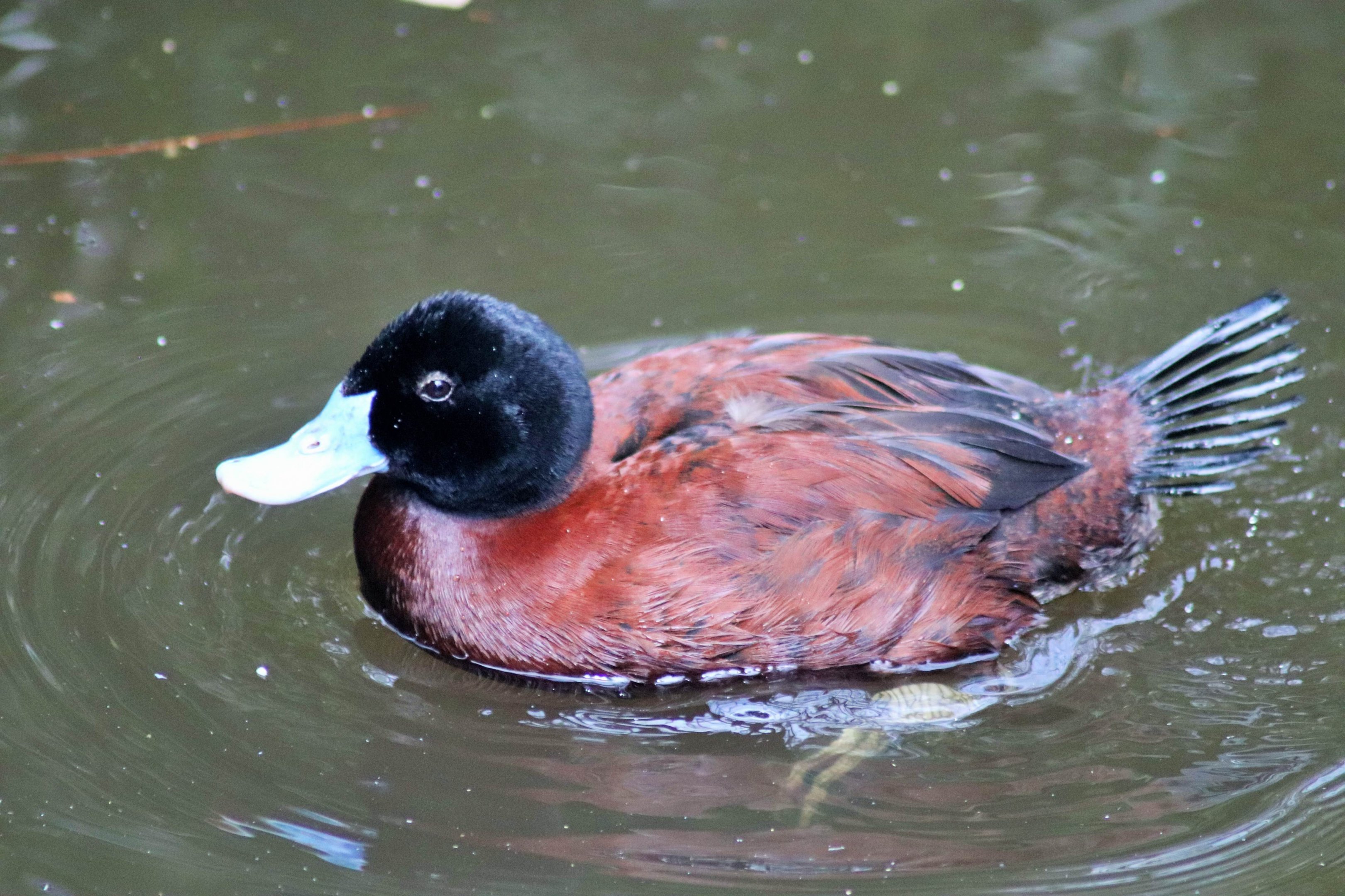Blue-billed Duck (Oxyura australis)