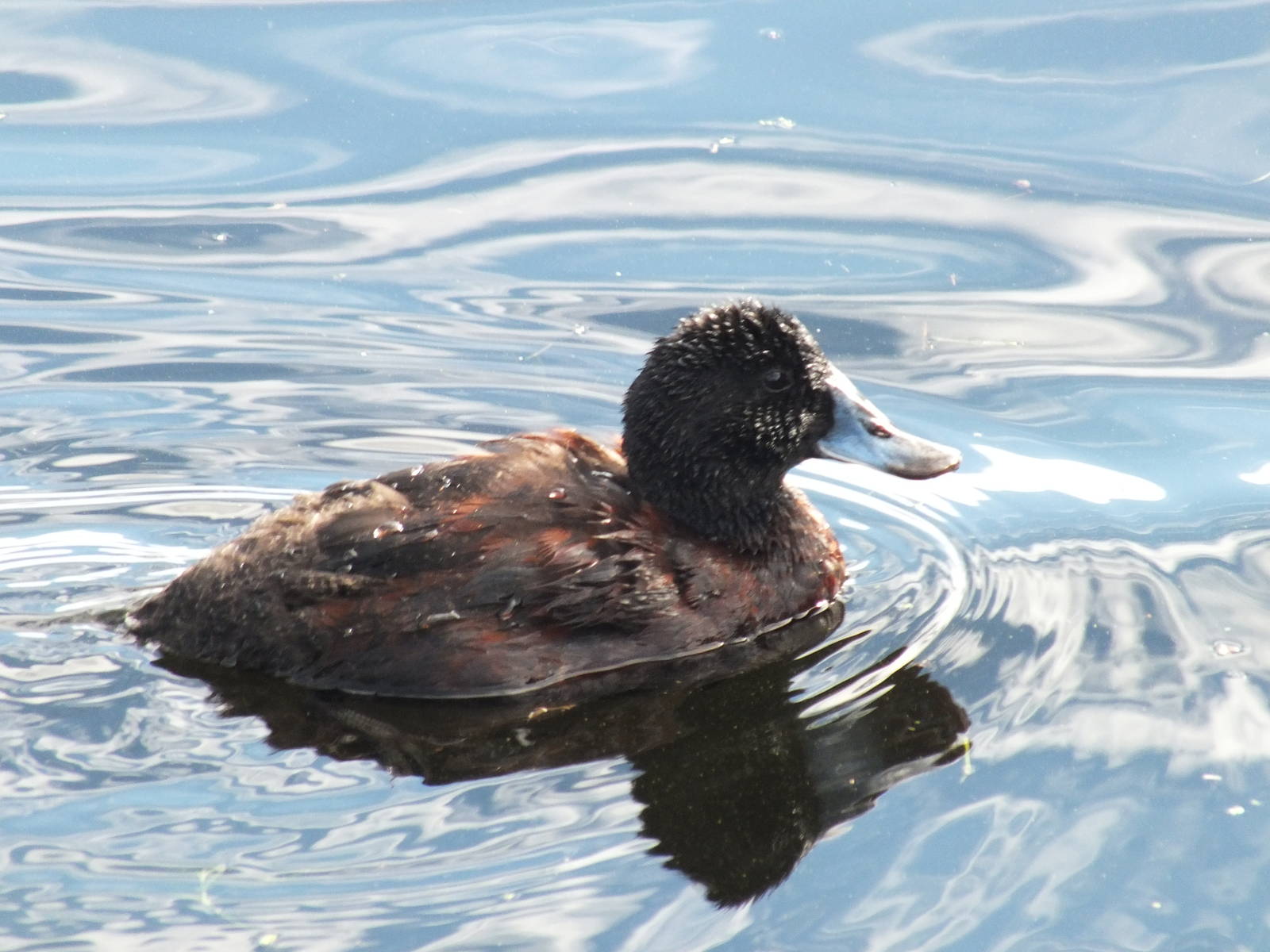 Blue Billed Duck