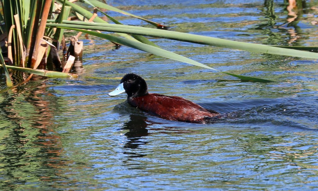 Blue-billed Duck
