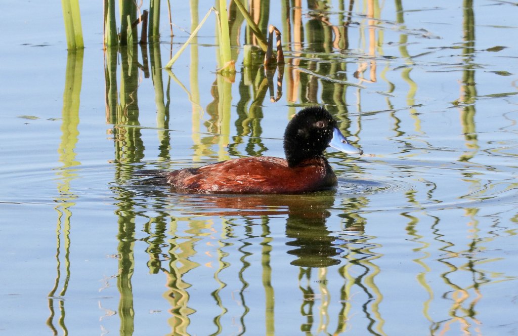 Blue-billed Duck