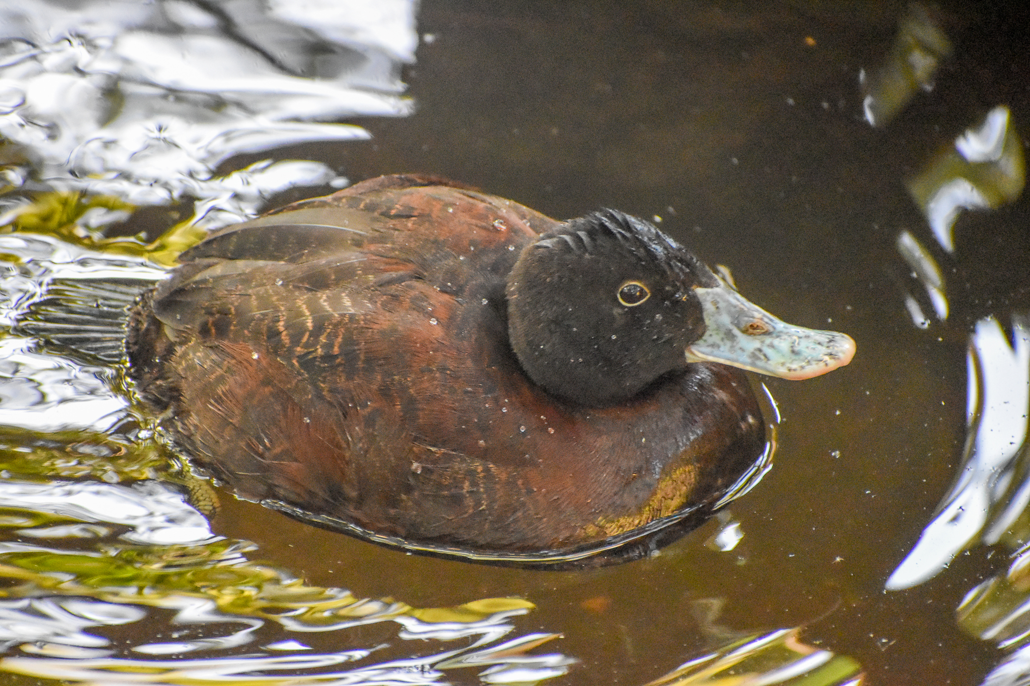 Blue-billed Duck