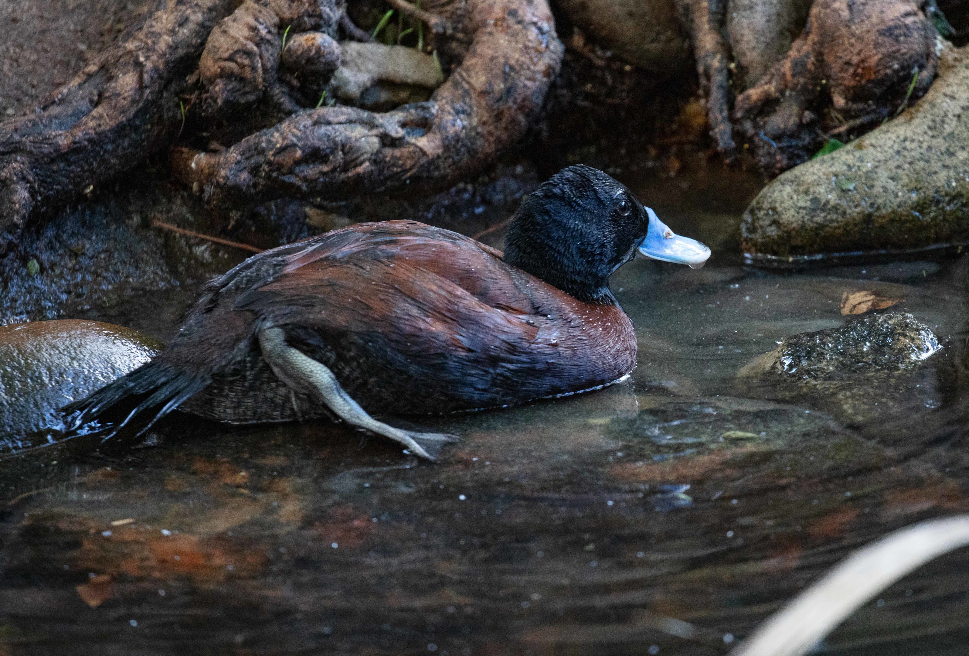 Blue-billed Duck