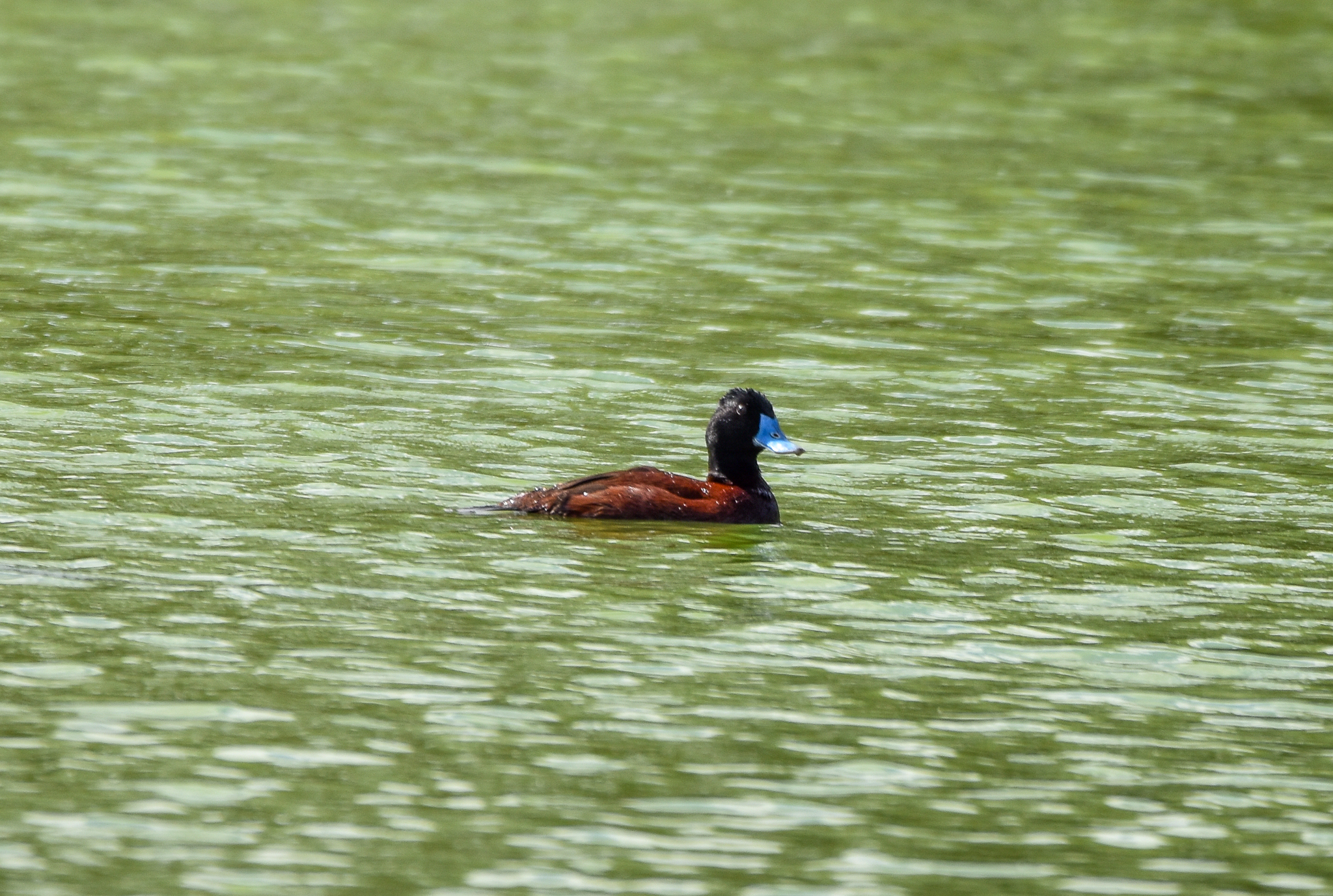 Blue-billed Duck