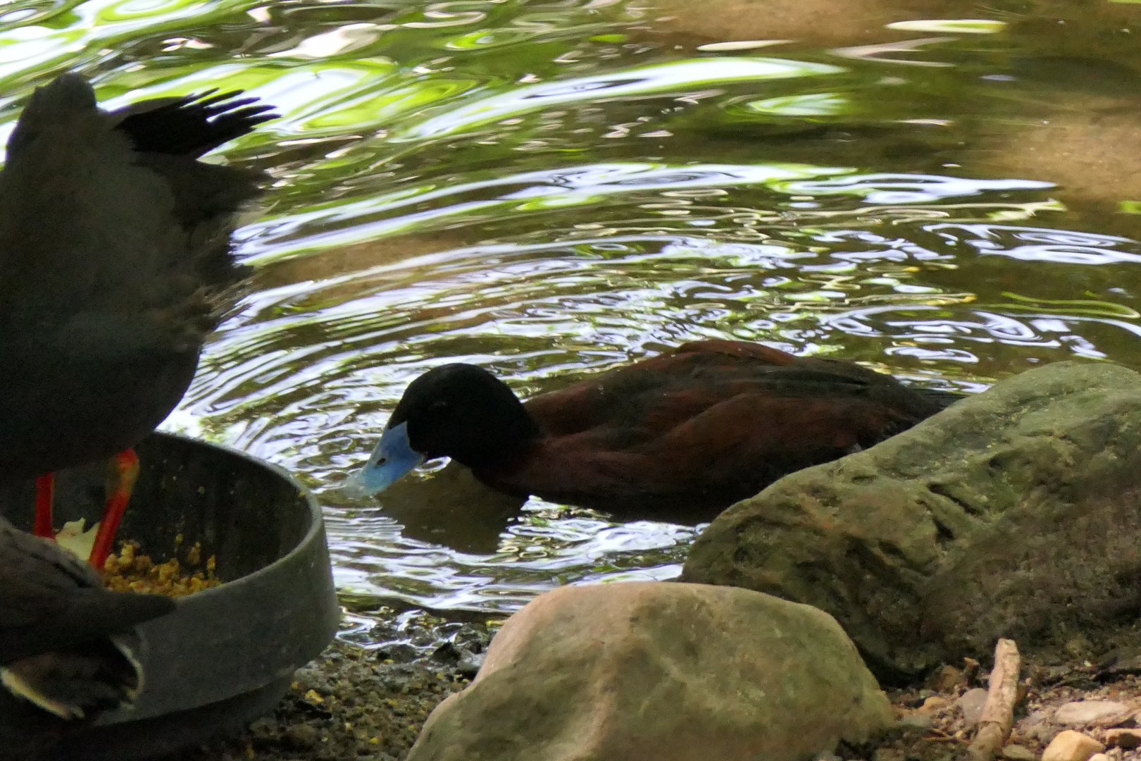 Blue-billed Duck
