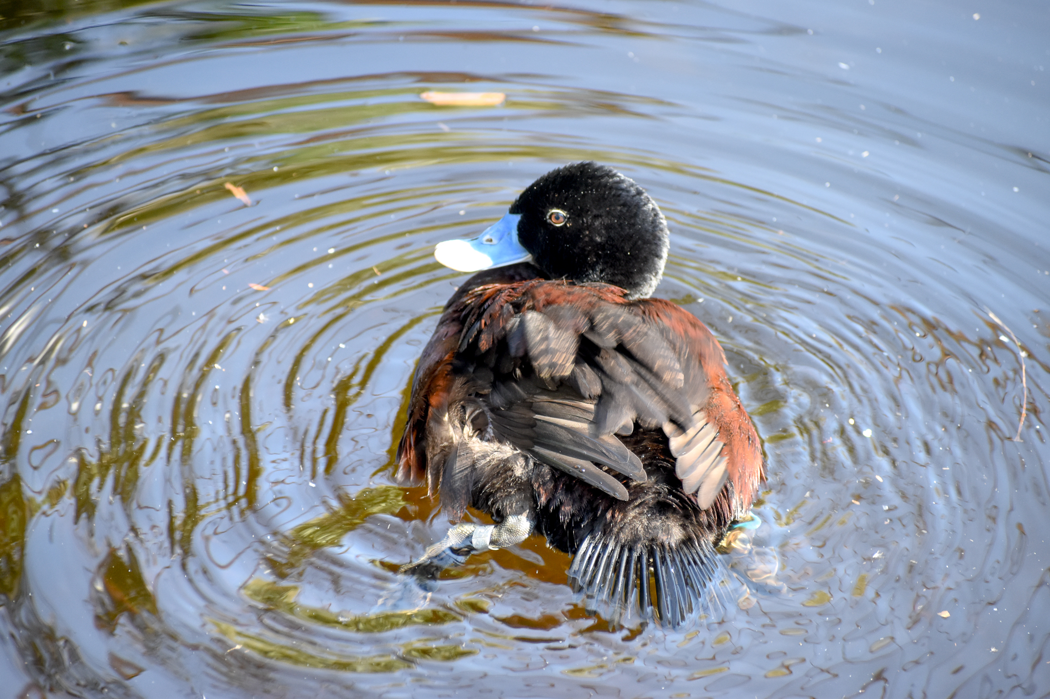 Blue-billed Duck