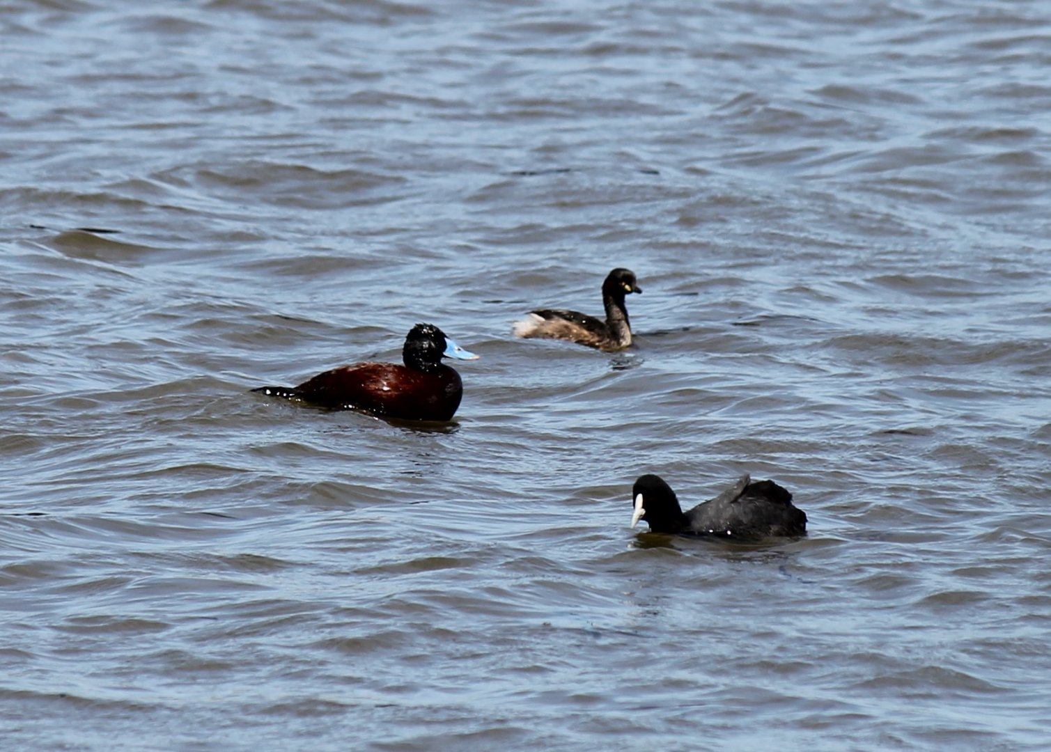 Blue-billed Duck