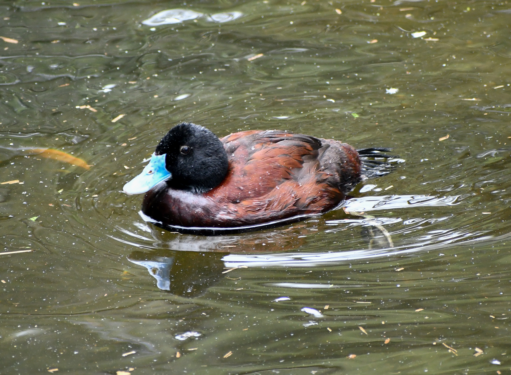 Blue-billed Duck