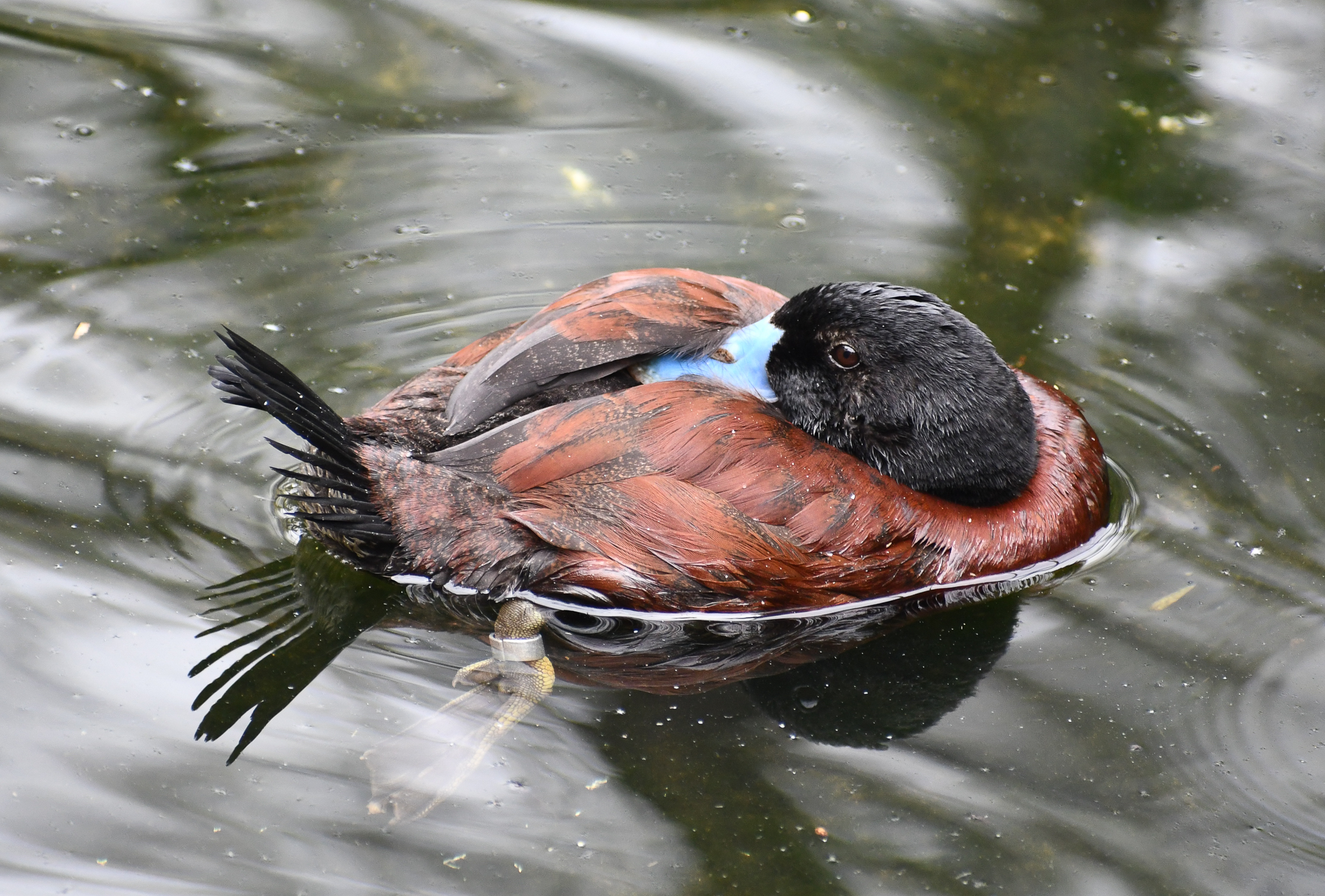 Blue-billed Duck