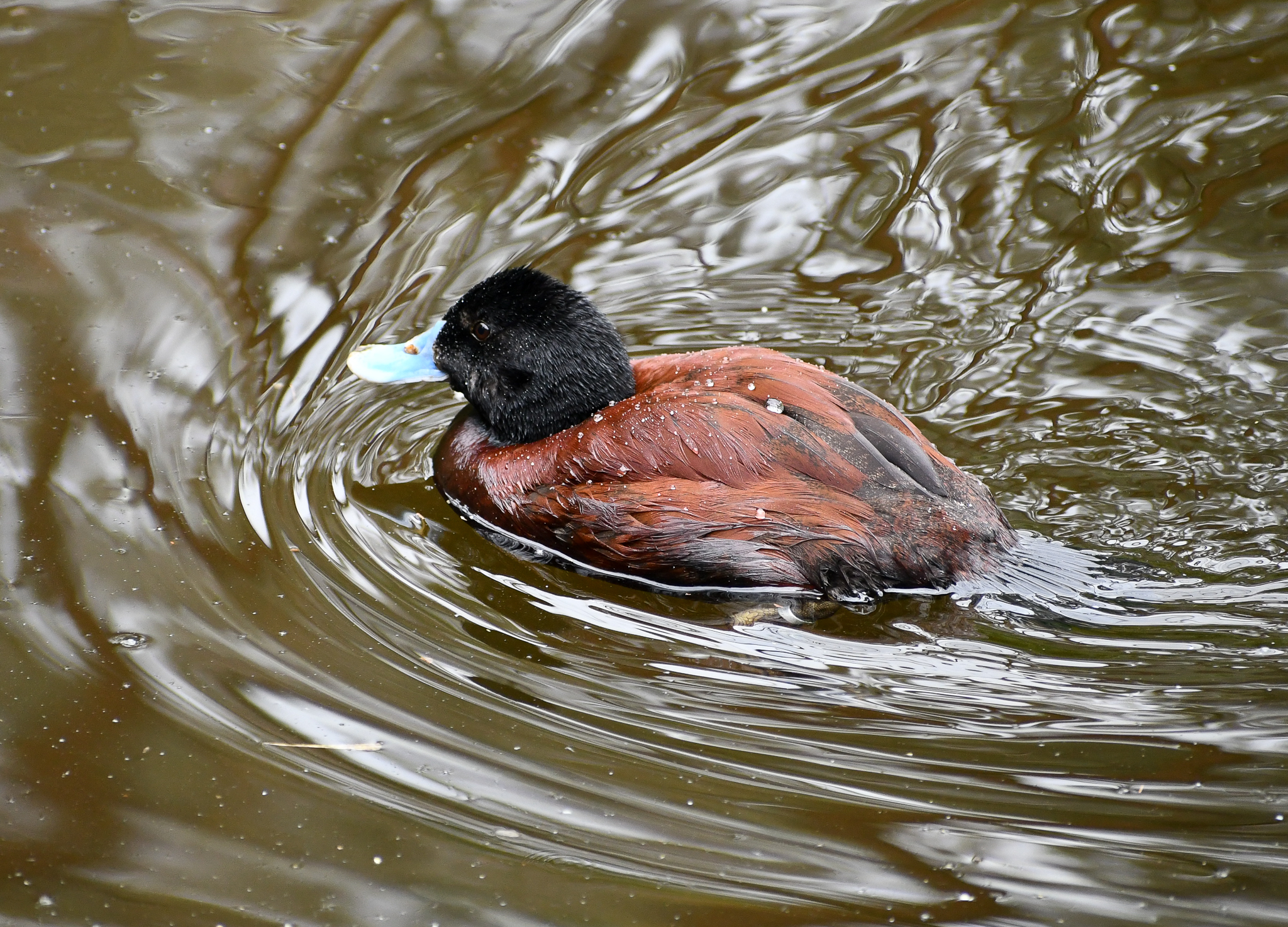 Blue-billed Duck