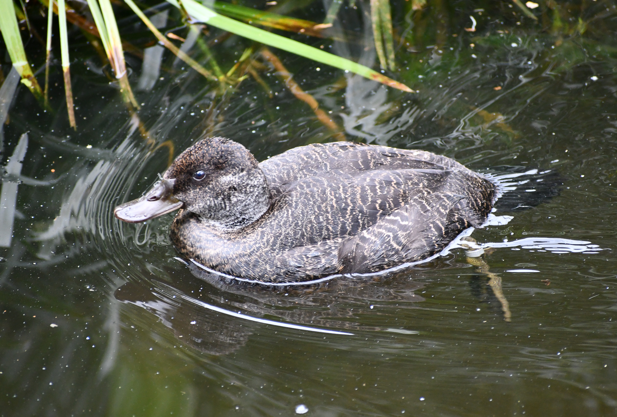 Blue-billed Duck