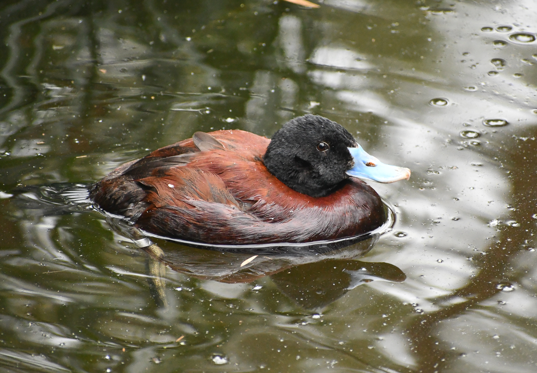 Blue-billed Duck