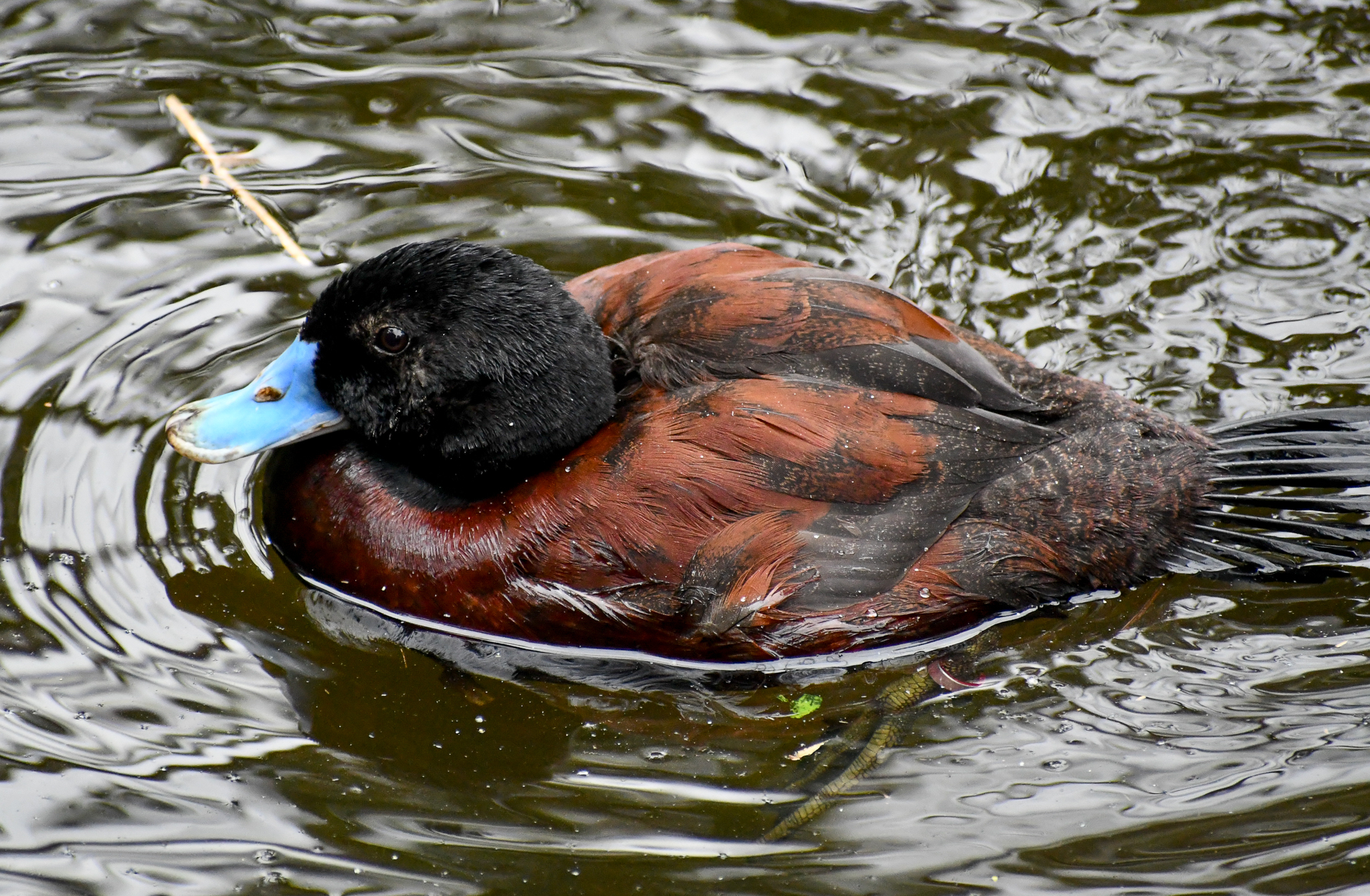 Blue-billed Duck