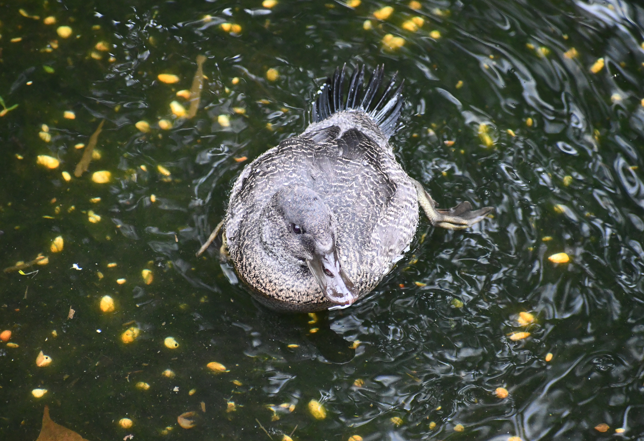 Blue-billed Duck