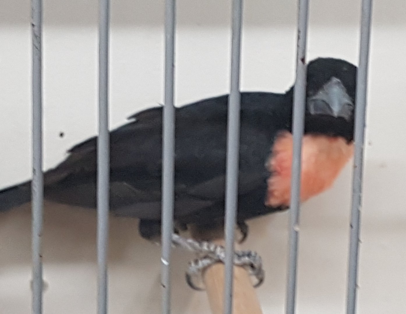 Blue-billed - Gray's malimbe - Malimbus nitens