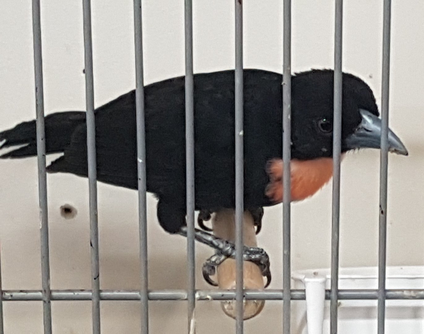 Blue-billed - Gray's malimbe - Malimbus nitens