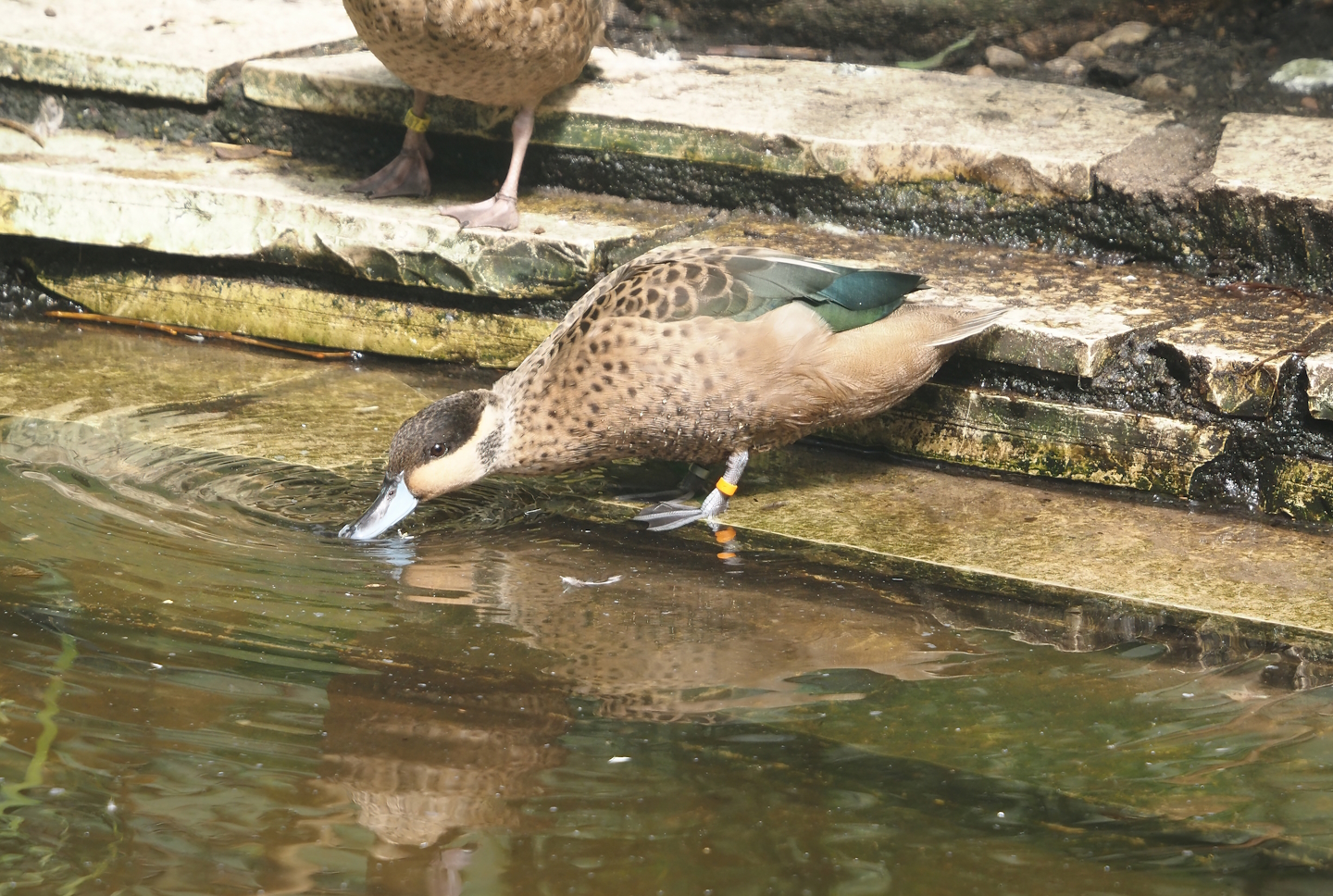 Blue-billed teal (Spatula hottentota), 2024-05-23