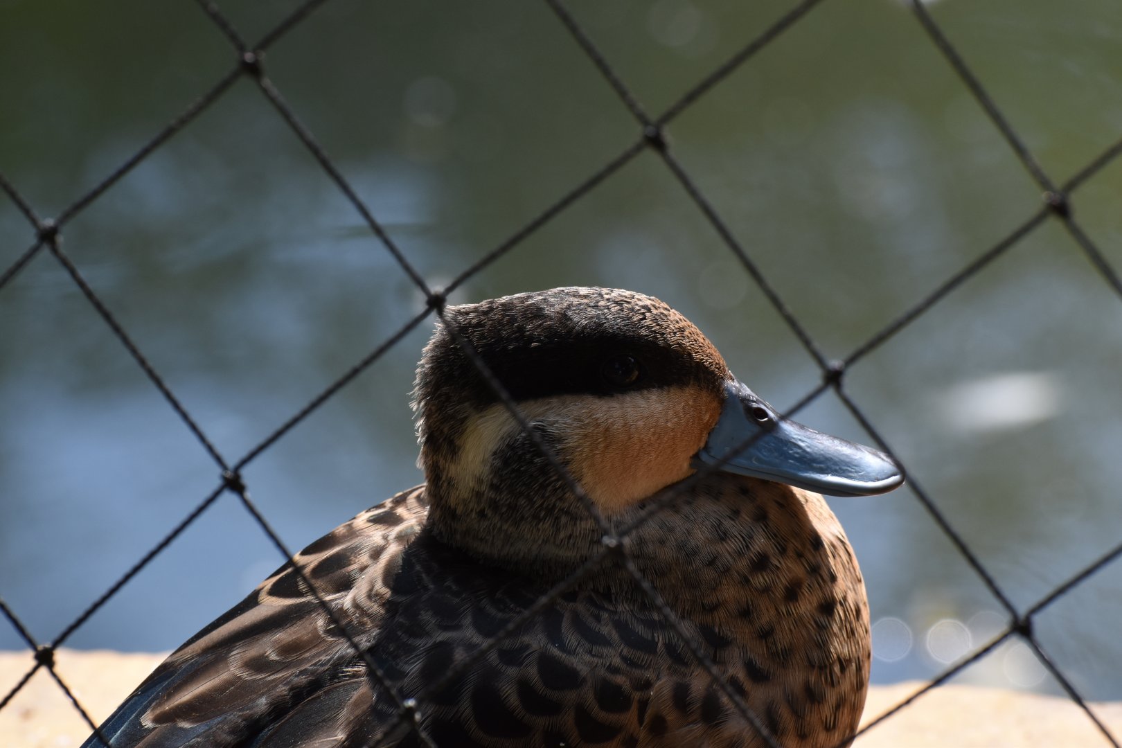 Blue-billed teal (Spatula hottentota)