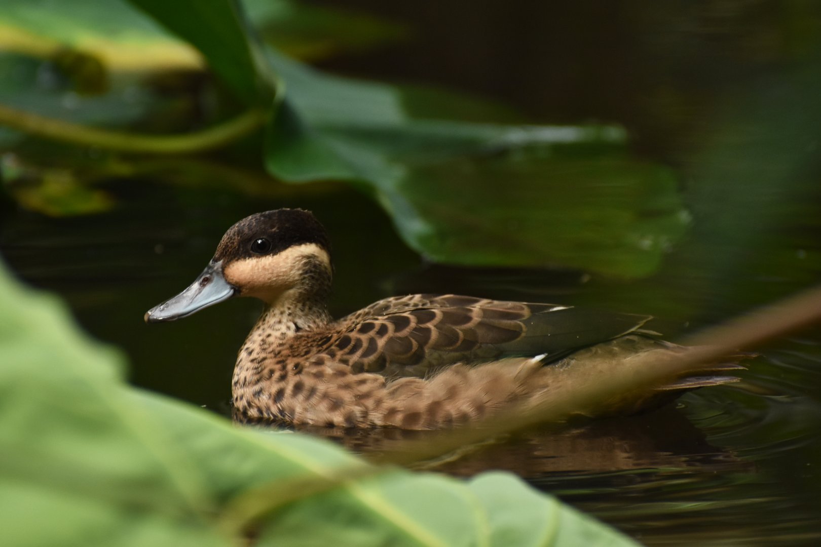Blue-billed Teal Spatula hottentota