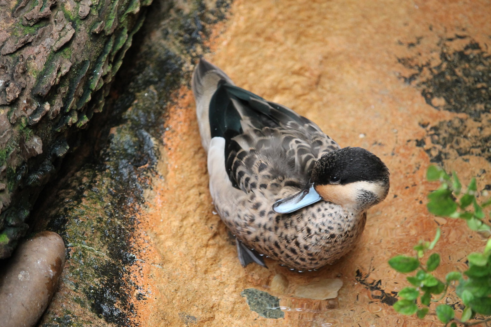 Blue-billed Teal (Spatula hottentota)