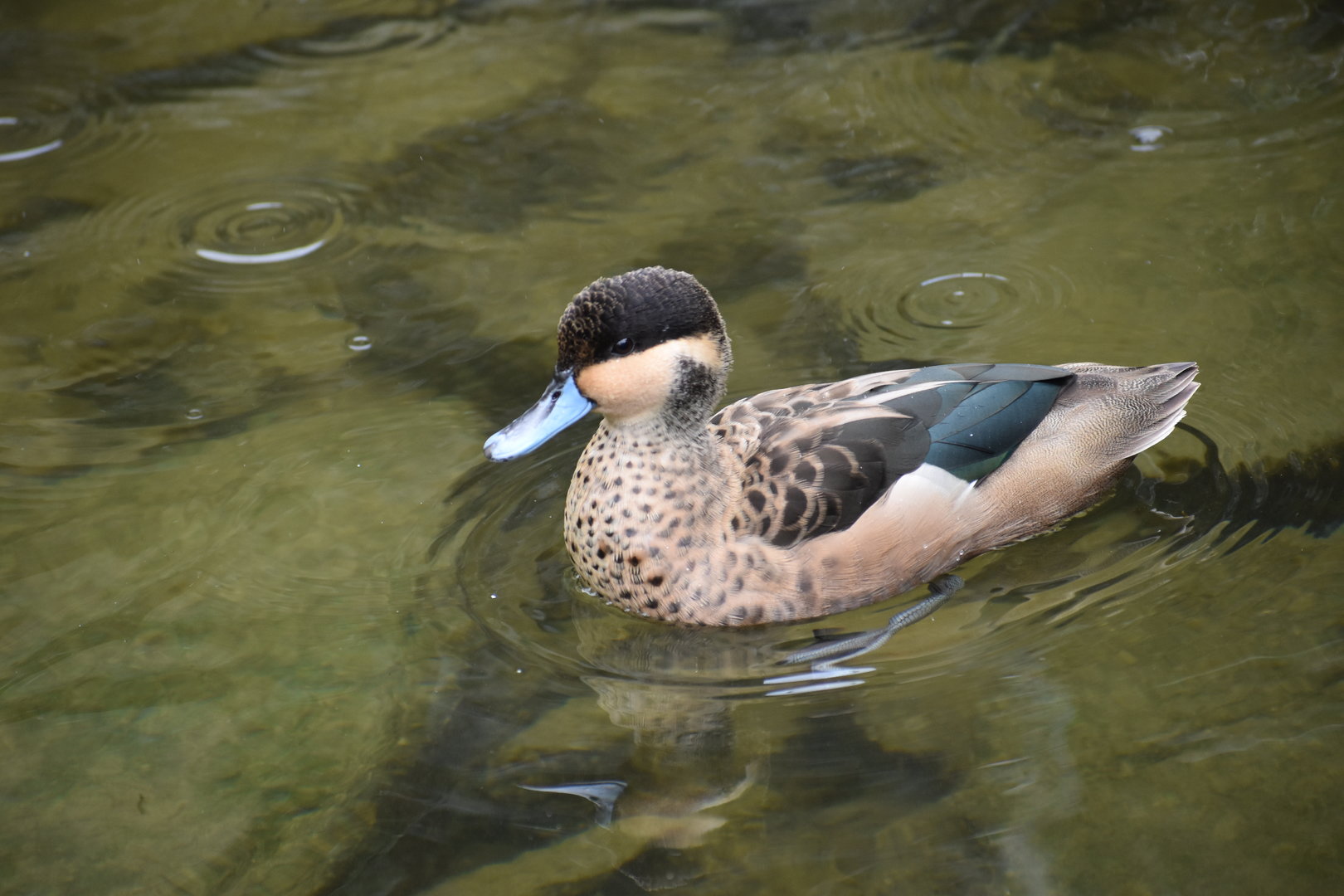 Blue-billed Teal - Spatula hottentota