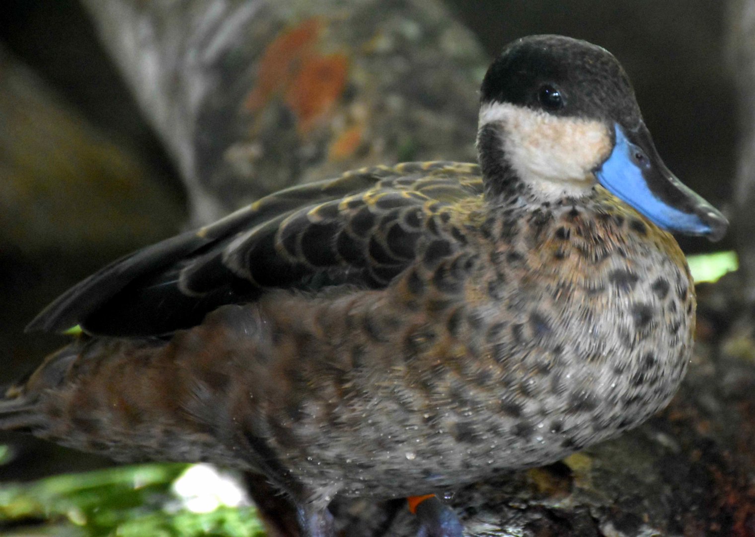 Blue-billed Teal (Spatula hottentota)