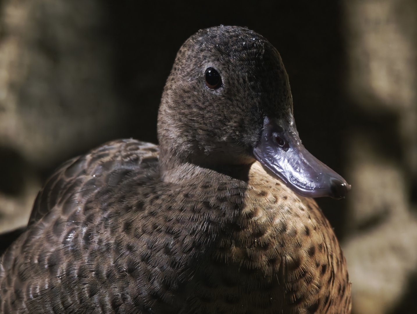 Blue-billed Teal (Spatula hottentota)