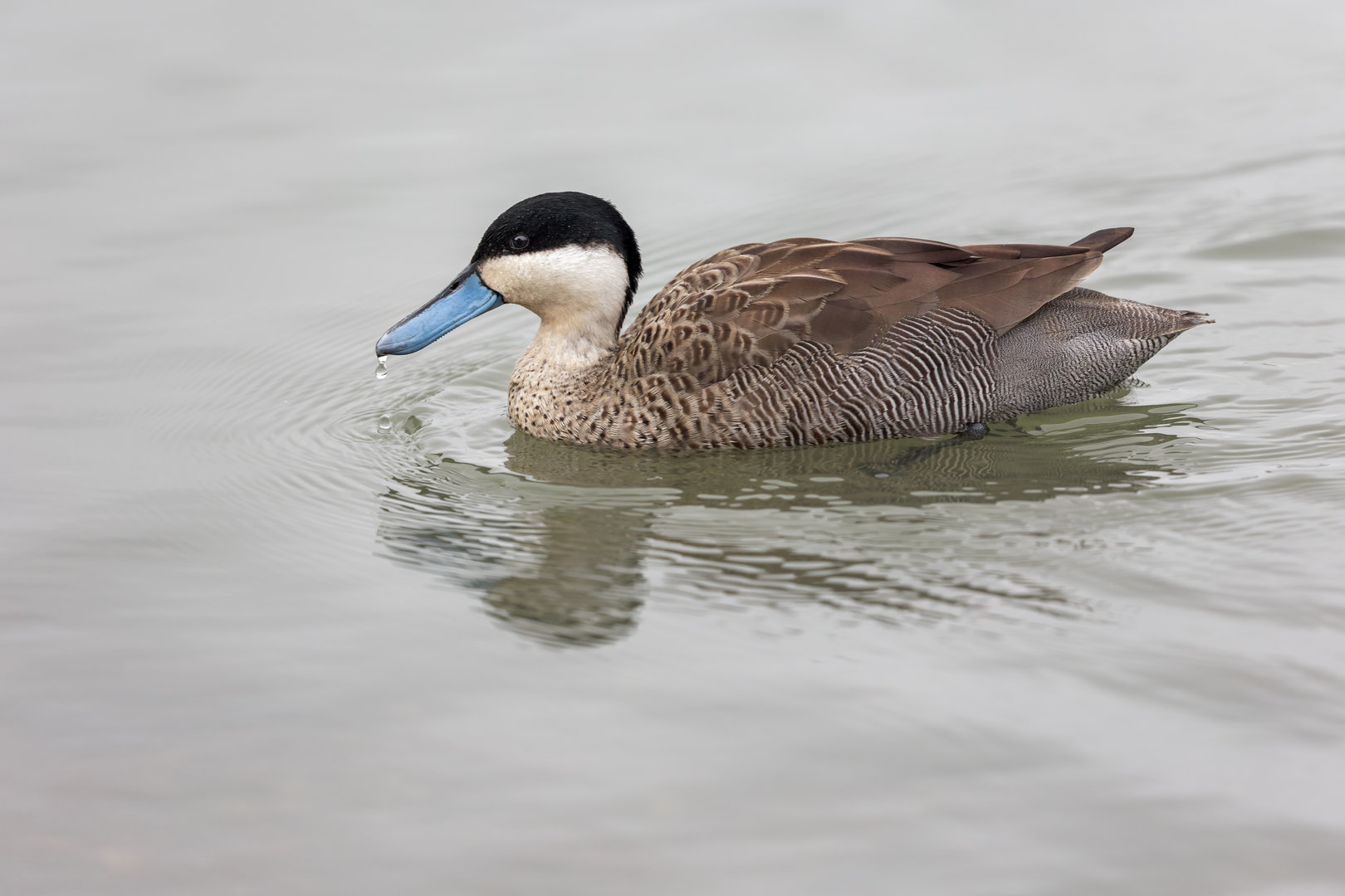 Blue-billed Teal / Watatunga / 27-11-22